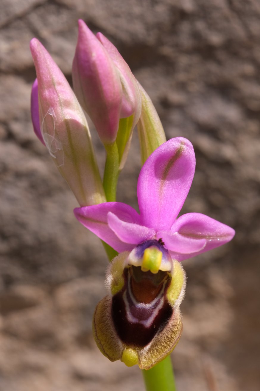 Anno nuovo, orchidee nuove: dalla Grecia con passione.